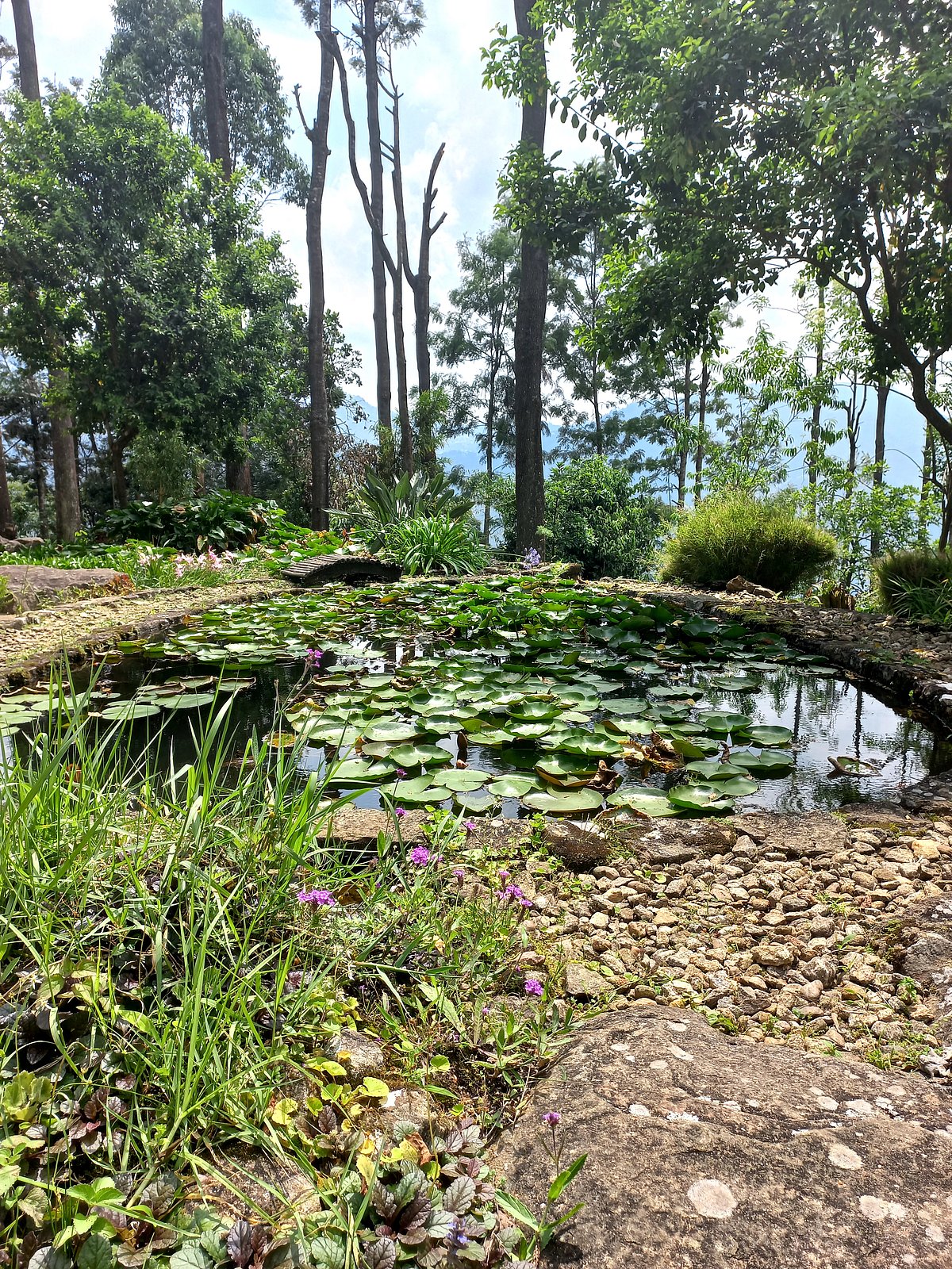 The Zen garden